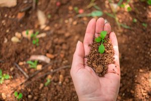 O papel essencial da análise biológica do solo no manejo nutricional: a visão da Delta Agrícola