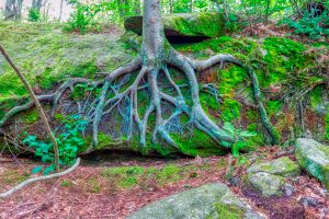 O impacto da compactação do solo na produtividade e como a Delta Agrícola atua no diagnóstico