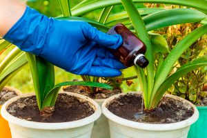 Nutrição equilibrada: por que investir no crescimento radicular é a chave da produtividade?