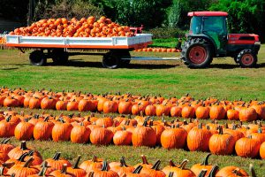 Eficiência e rentabilidade: o compromisso da Delta Agrícola com o lucro por hectare
